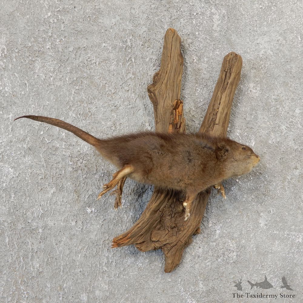 Juvenile Muskrat Life Size Taxidermy Mount #21110 For Sale @ The Taxidermy Store