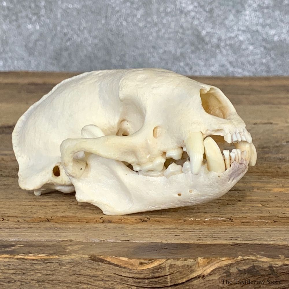 Honey Badger Full Skull Mount For Sale #22062 @ The Taxidermy Store