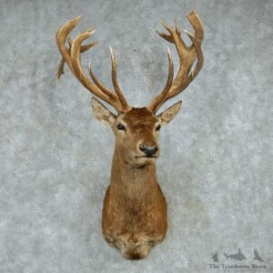 Red Stag Shoulder Mount #13603 For Sale @ The Taxidermy Store