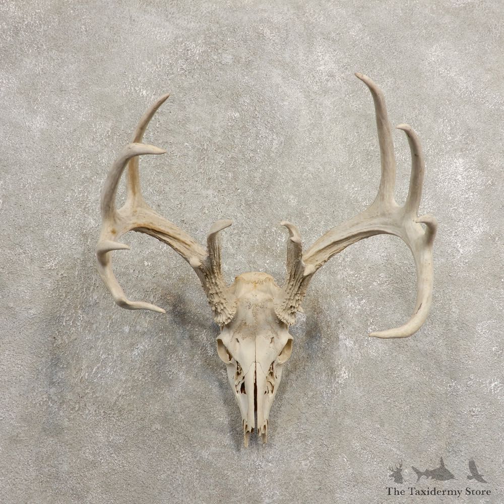 Whitetail Deer Skull European Mount For Sale #20458 @ The Taxidermy Store