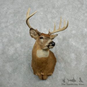 Whitetail Deer Shoulder Mount #18093 For Sale - The Taxidermy Store
