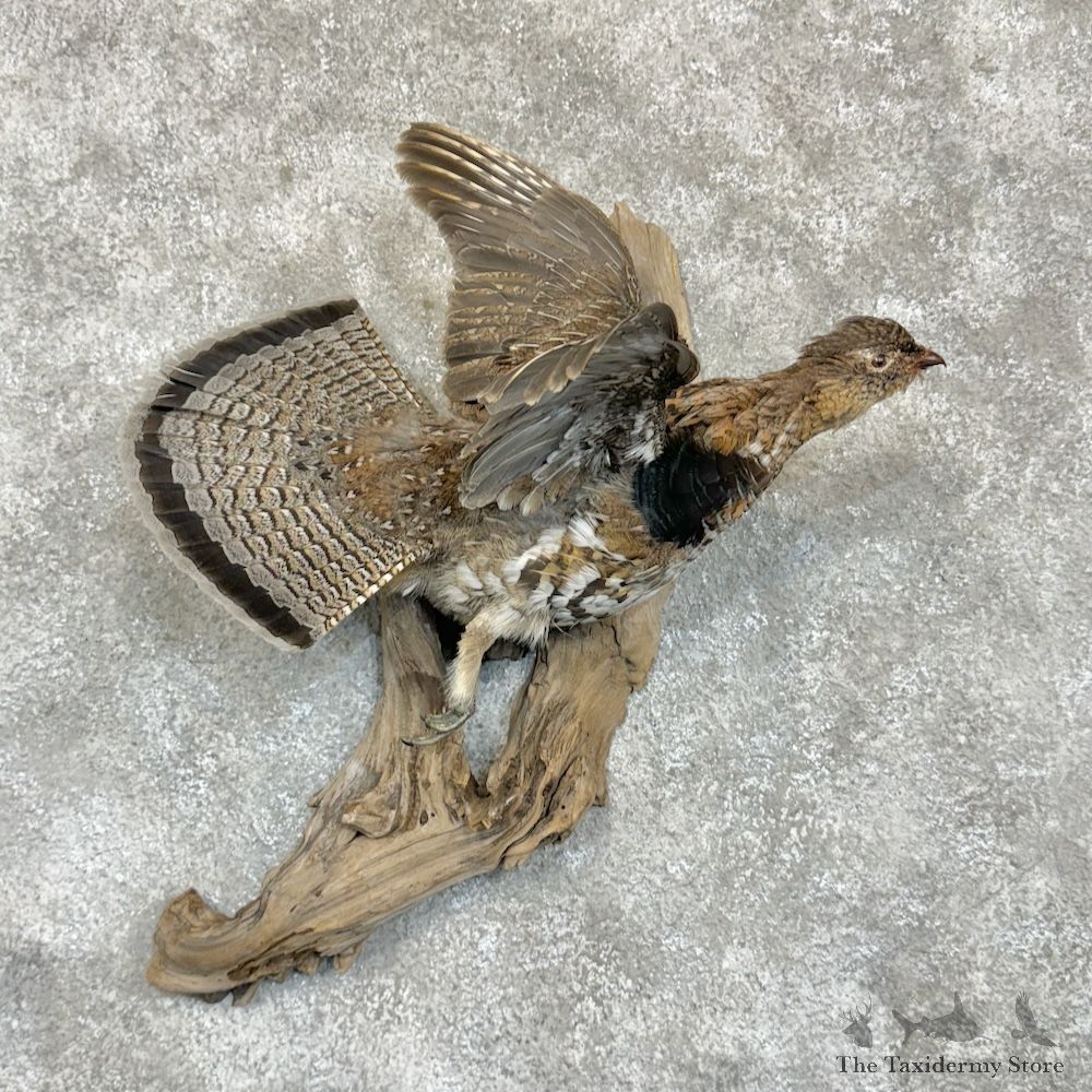 Ruffed Grouse Bird Mount For Sale #29632 @ The Taxidermy Store