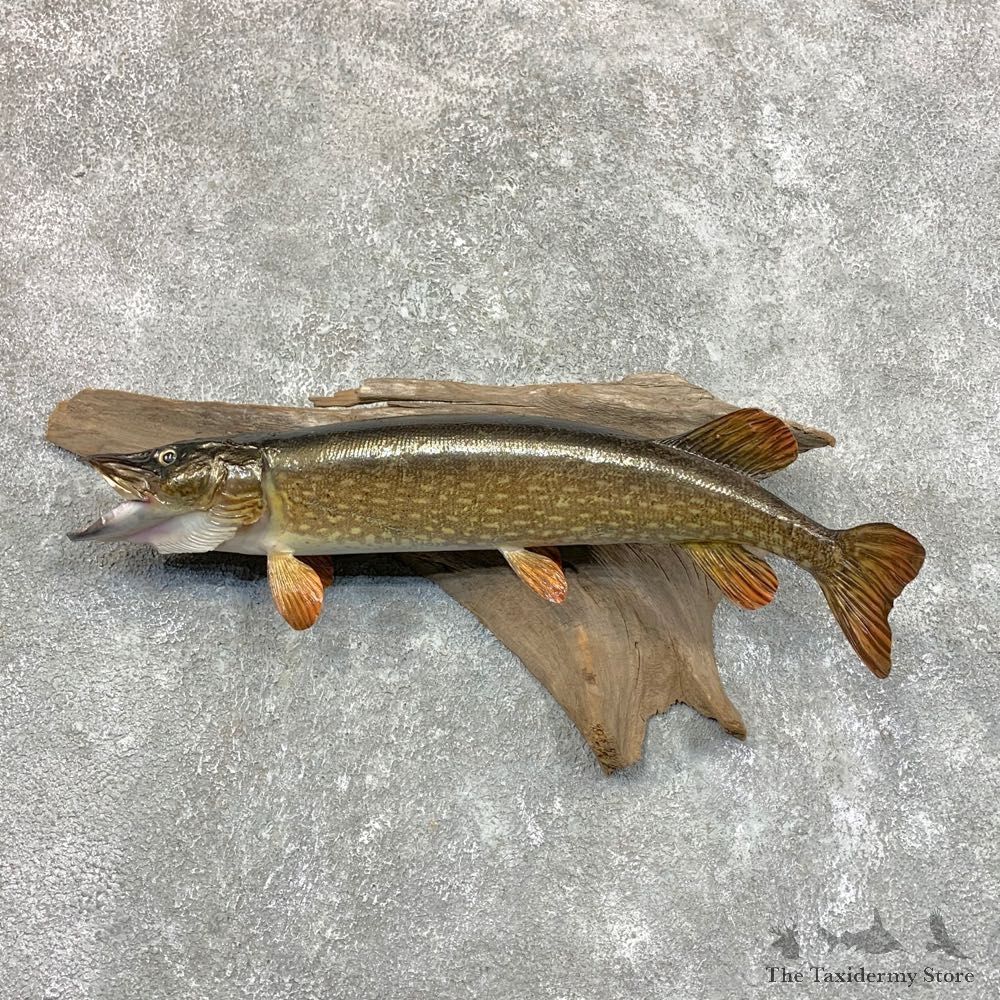 Northern Pike Fish Taxidermy Mount For Sale #23634 @ The Taxidermy Store