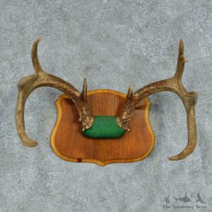 Whitetail Deer Antler Mount #13456 For Sale @ The Taxidermy Store