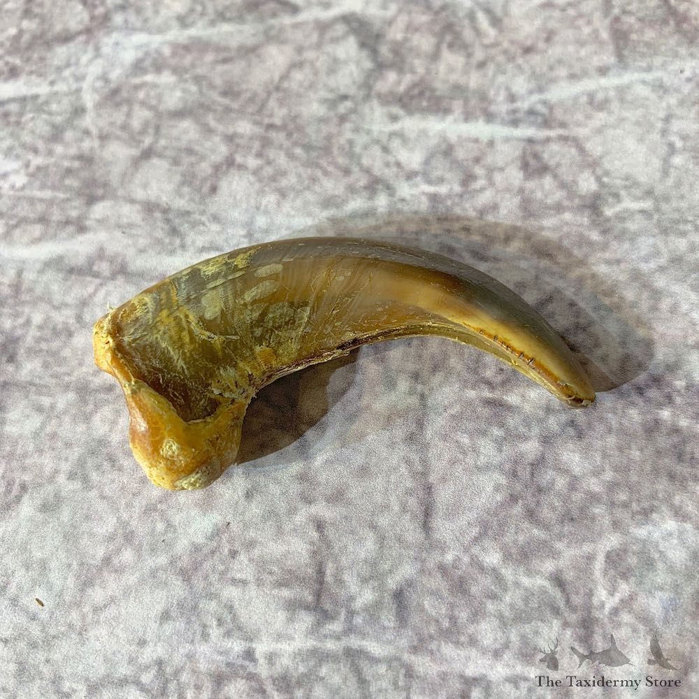Grizzly Bear Claw For Sale #21908 @ The Taxidermy Store