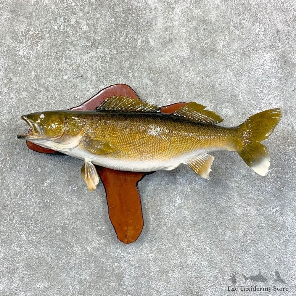 Walleye Taxidermy Mount For Sale #23648 @ The Taxidermy Store