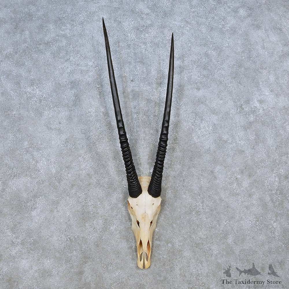 Gemsbok Skull European Mount For Sale #14488 @ The Taxidermy Store