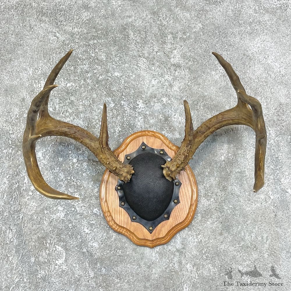 Whitetail Deer Antler Plaque Mount For Sale #25893 @ The Taxidermy Store