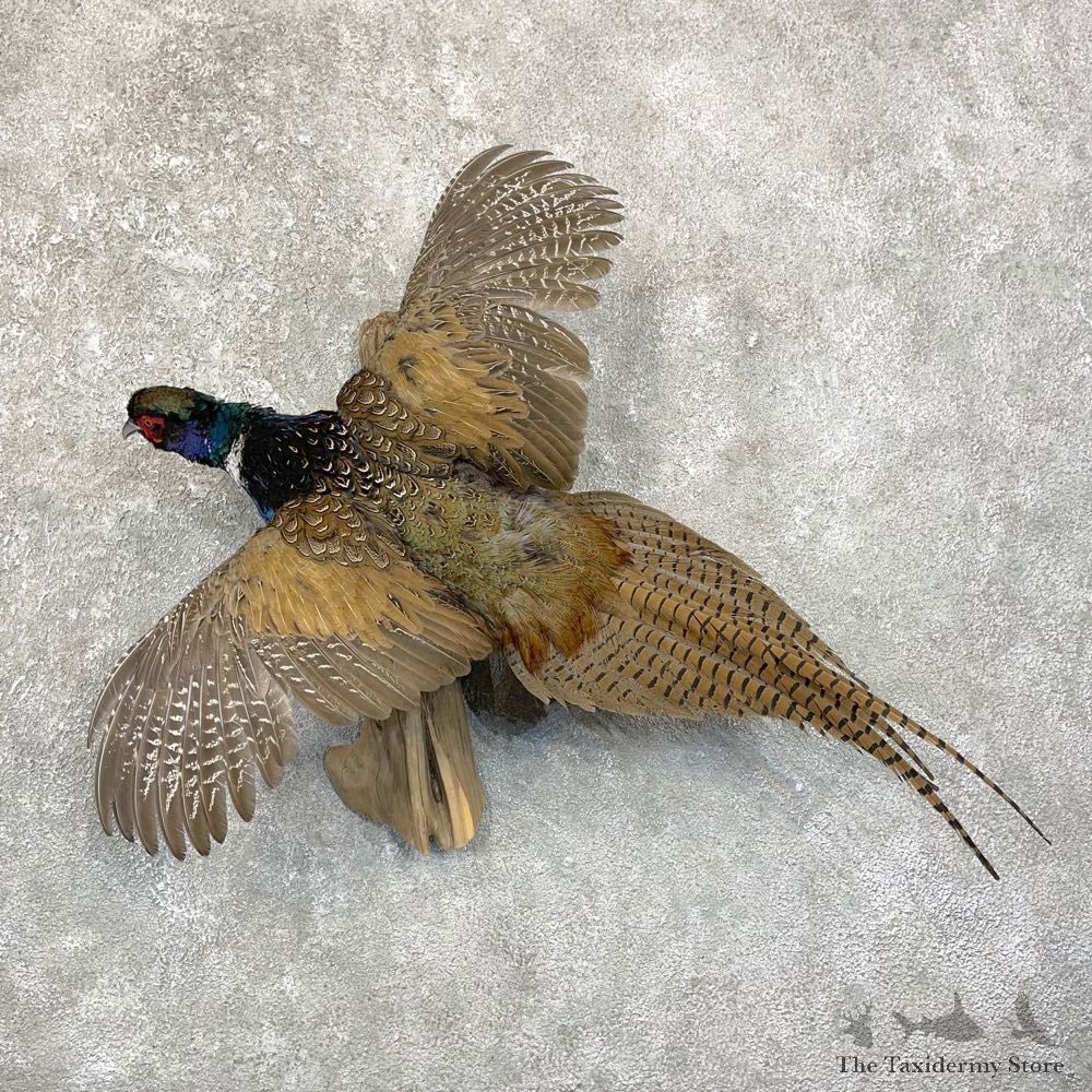 Green Pheasant Taxidermy Mount #24646 For Sale @ The Taxidermy Store