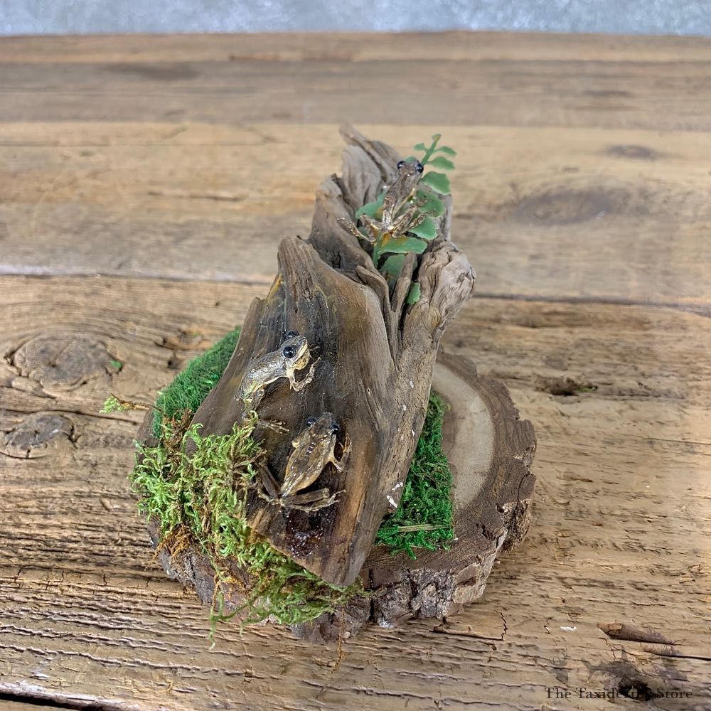 Spring Peeper Taxidermy Mount For Sale #21550 @ The Taxidermy Store