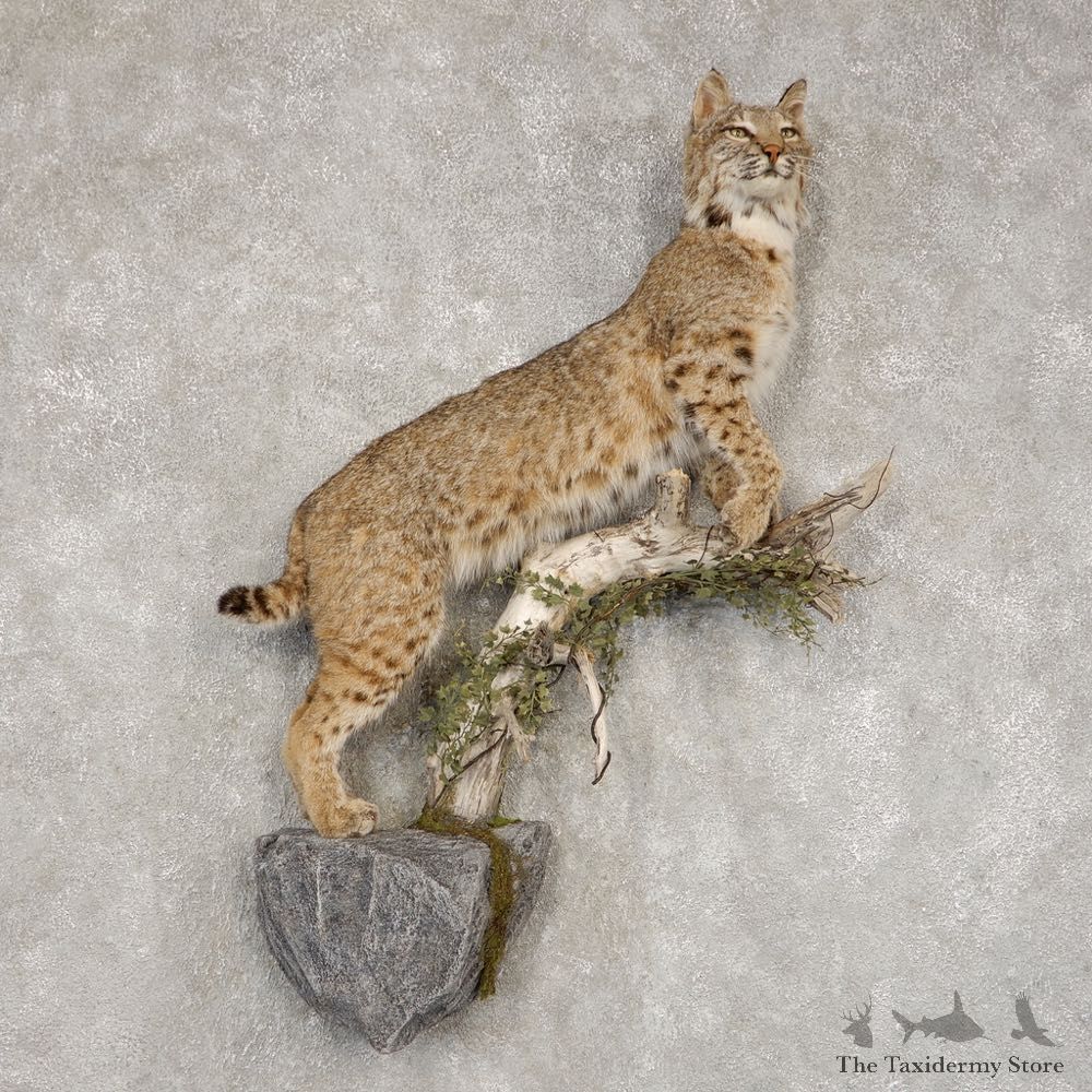 Bobcat Life-Size Mount For Sale #21408 @ The Taxidermy Store