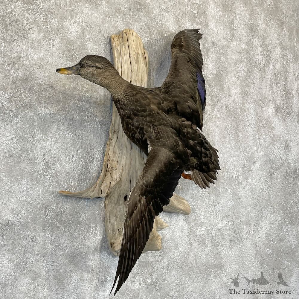 Black Duck Drake Bird Mount For Sale #28202 @ The Taxidermy Store