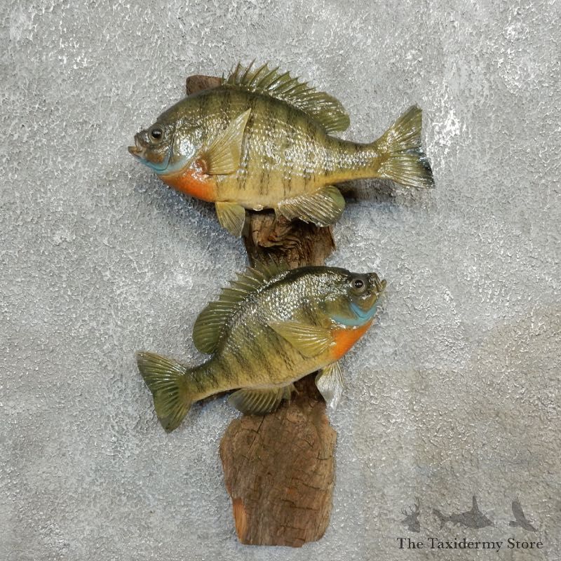Bluegill Fish Mount For Sale #17776 @ The Taxidermy Store