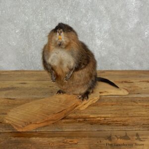 Muskrat Life Size Taxidermy Mount #17613 For Sale @ The Taxidermy Store