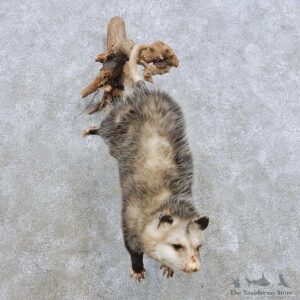 Hanging Opossum Mount For Sale #14905 @ The Taxidermy Store