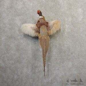 Ringneck Pheasant Bird Mount For Sale #20805 @ The Taxidermy Store
