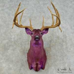 Purple Whitetail Deer Shoulder Mount For Sale #16241 @ The Taxidermy Store