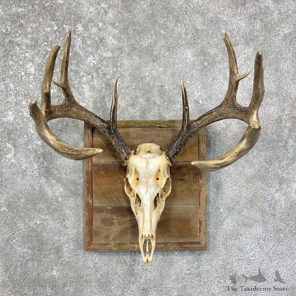 Whitetail Deer Skull European Mount For Sale #25680 @ The Taxidermy Store