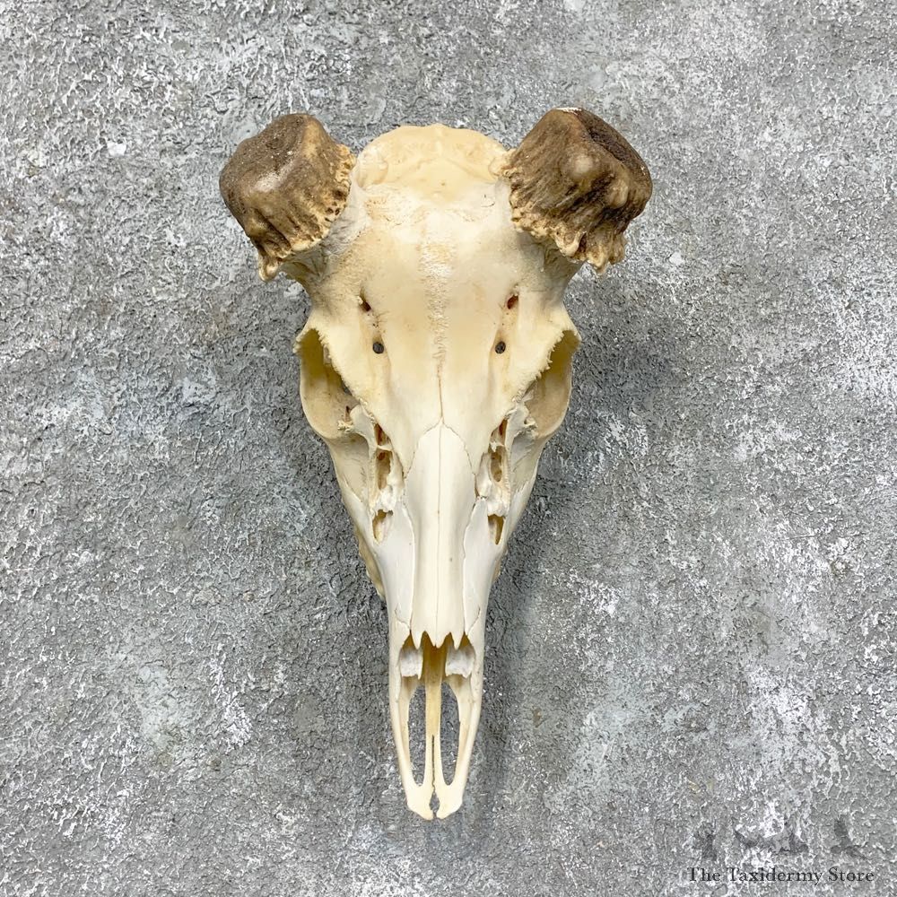 Whitetail Deer Skull European Mount For Sale #23436 @ The Taxidermy Store