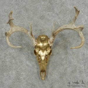 Whitetail Deer Skull Horns European Mount #13828 For Sale @ The Taxidermy Store