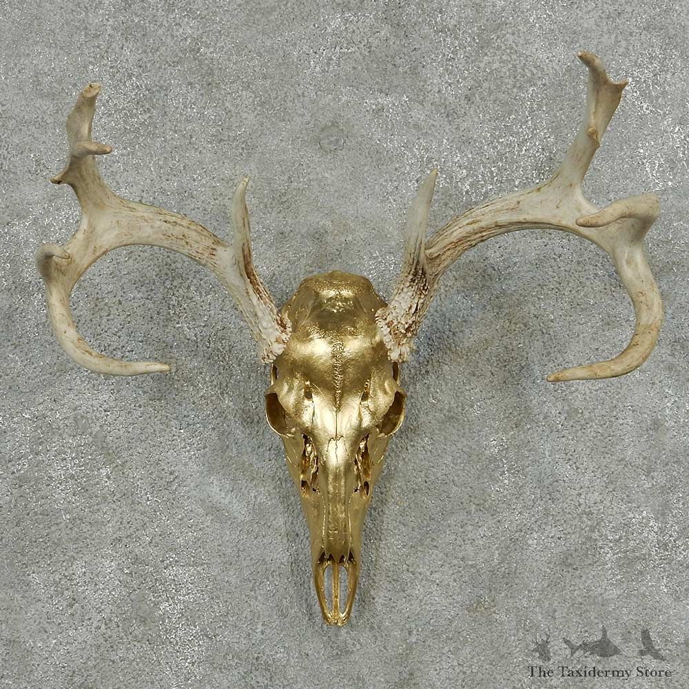 Whitetail Deer Skull Horns European Mount #13828 For Sale @ The Taxidermy Store