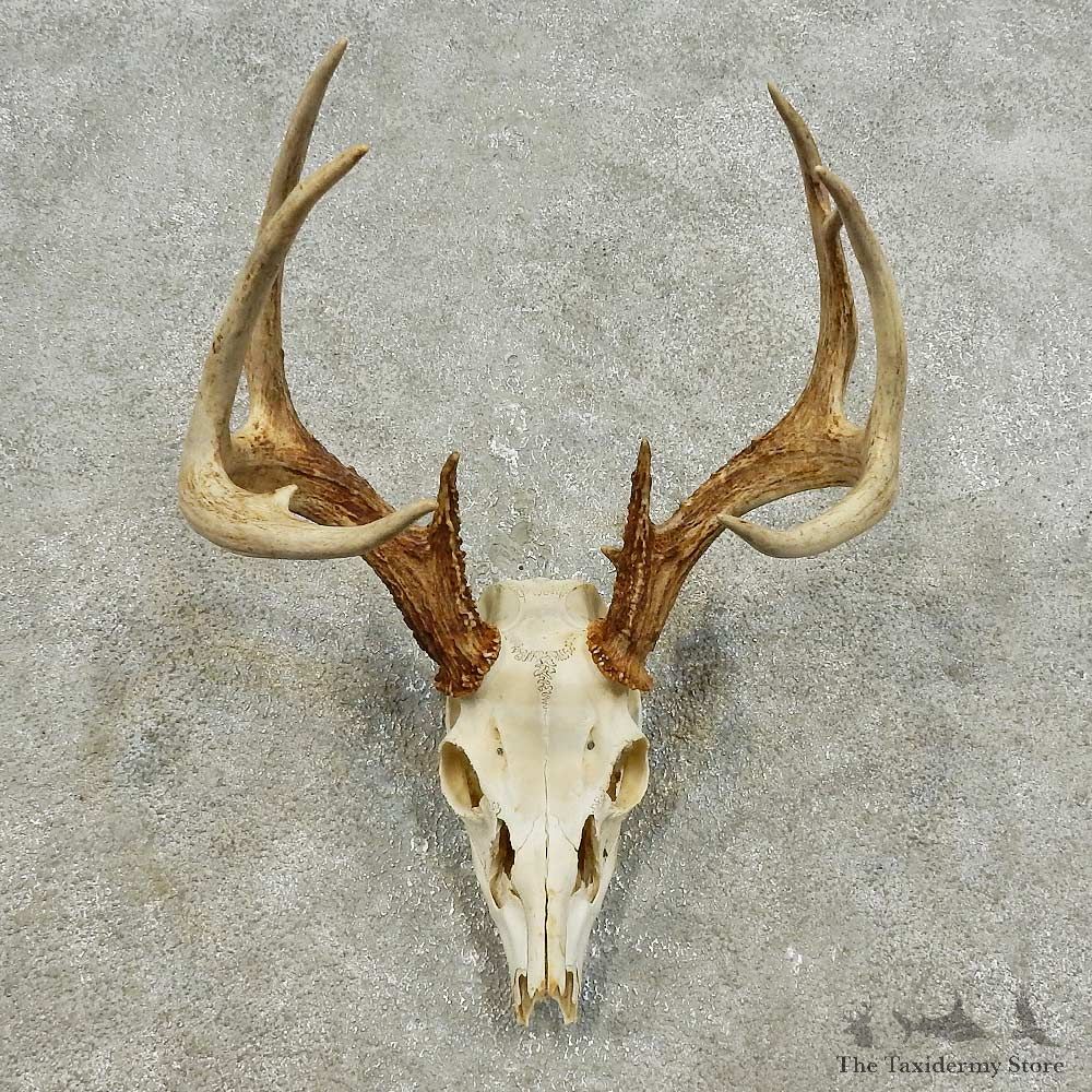 Whitetail Deer Skull European Mount For Sale #15936 @ The Taxidermy Store