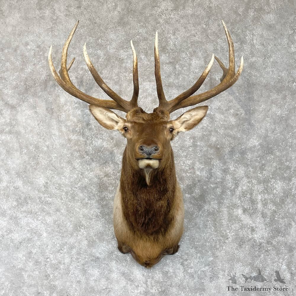 Rocky Mountain Elk Shoulder Mount For Sale #28559 @ The Taxidermy Store