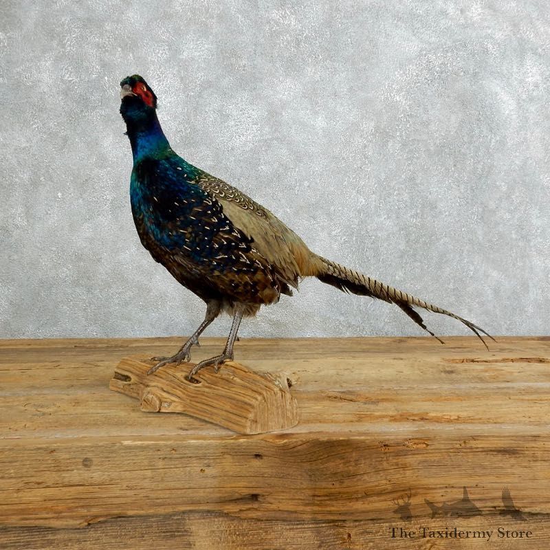 Green Pheasant Taxidermy Mount #18272 For Sale @ The Taxidermy Store