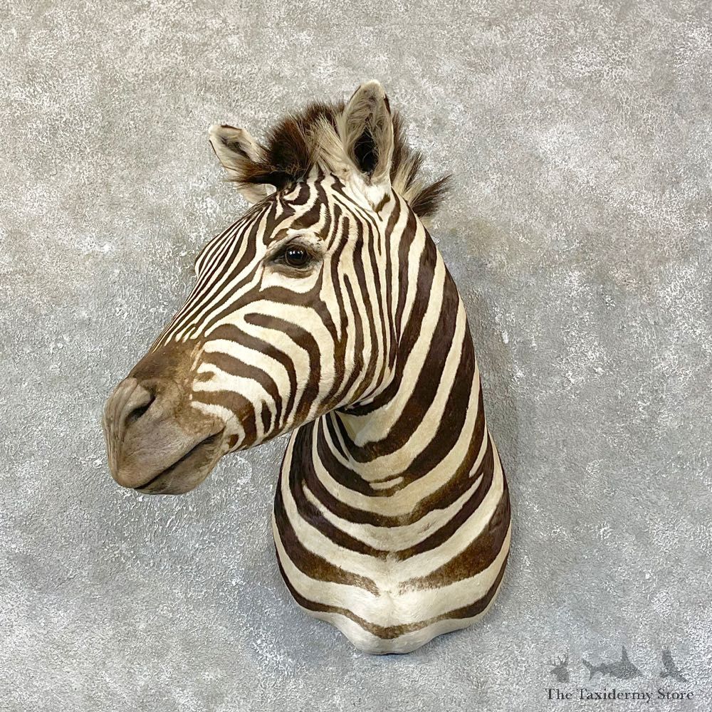 African Zebra Shoulder Mount For Sale #25135 @ The Taxidermy Store