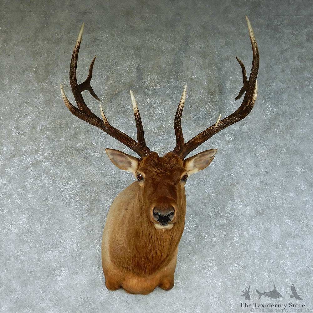 Rocky Mountain Elk Shoulder Taxidermy Mount #13462 For Sale @ The Taxidermy Store