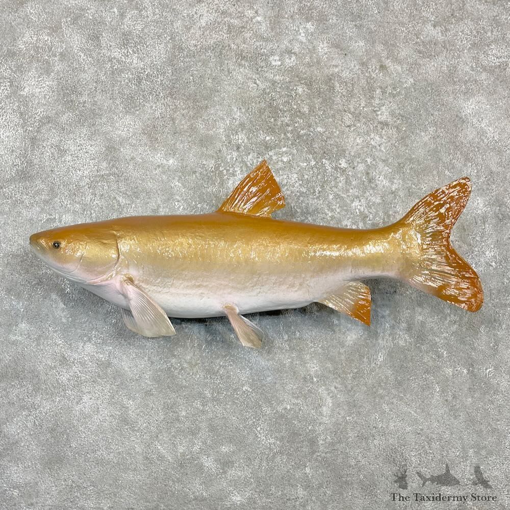 Golden Grass Carp Fish Mount For Sale #27261 @ The Taxidermy Store