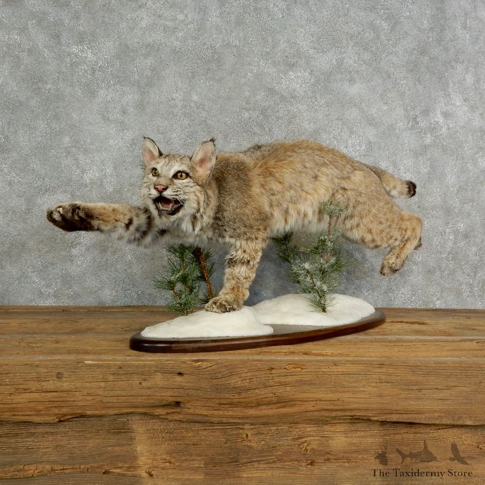 Bobcat Life-Size Mount For Sale #17026 @ The Taxidermy Store