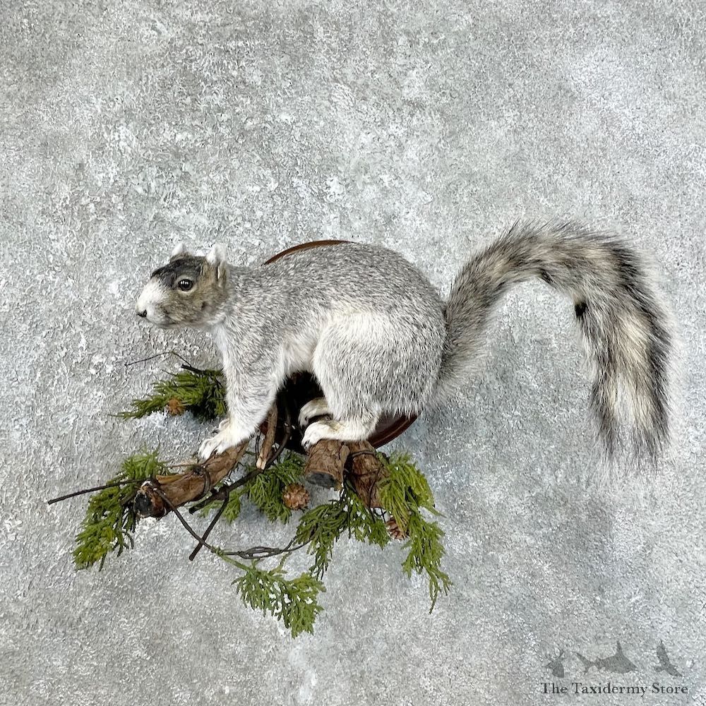 Fox Squirrel Taxidermy Mount For Sale #25822 @ The Taxidermy Store