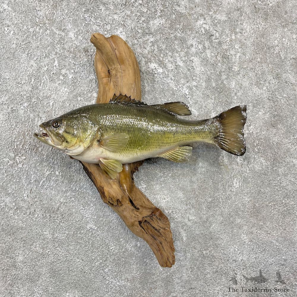 Largemouth Bass Fish Mount For Sale #26146 @ The Taxidermy Store