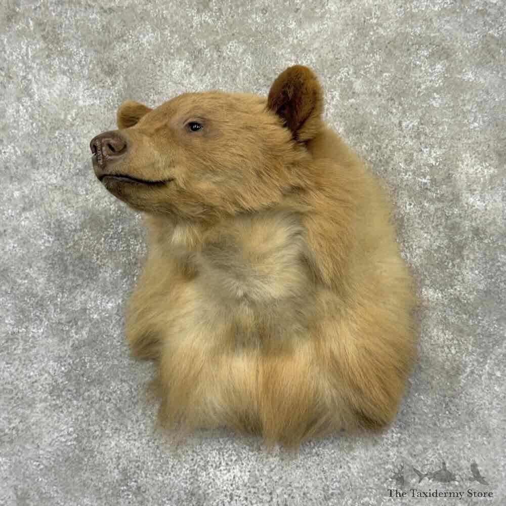 Blonde Black Bear Shoulder Mount For Sale #31551 @ The Taxidermy Store