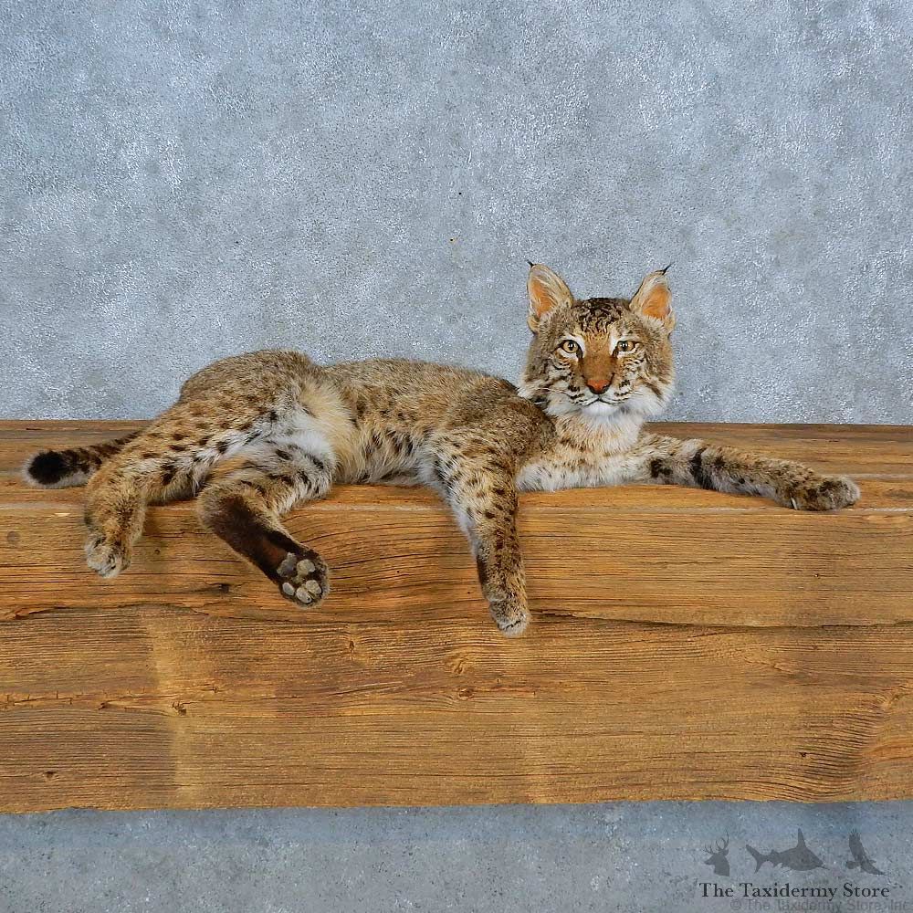 Bobcat Life-Size Mount For Sale #15506 @ The Taxidermy Store