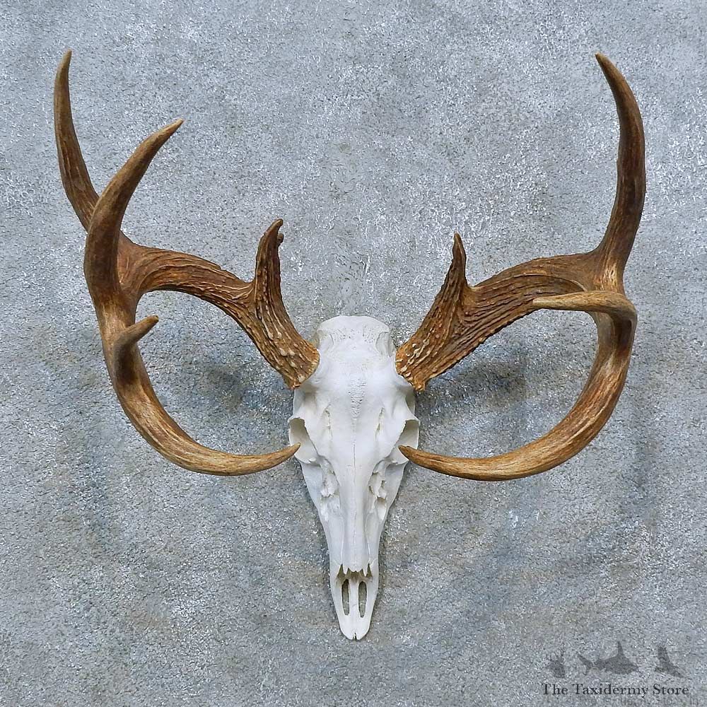 Whitetail Deer Skull Antler European Mount For Sale #15396 @ The Taxidermy Store