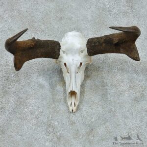 Pronghorn Skull Horns European Mount #13652 For Sale @ The Taxidermy Store