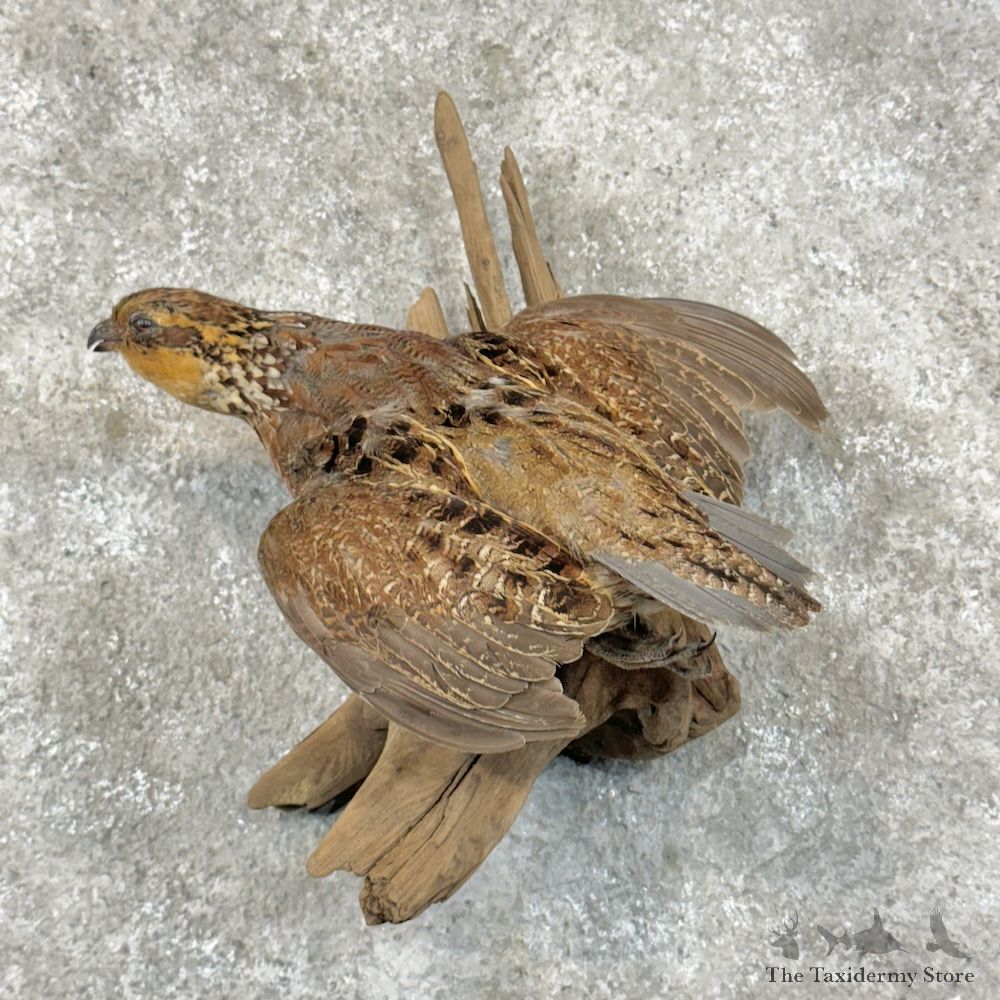 Bobwhite Quail Bird Mount For Sale #29697 @ The Taxidermy Store