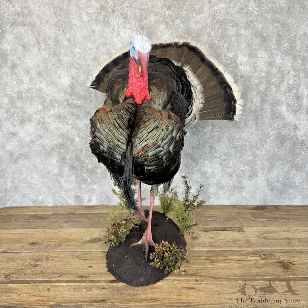 Gould's Turkey Bird Mount For Sale #30688 @ The Taxidermy Store