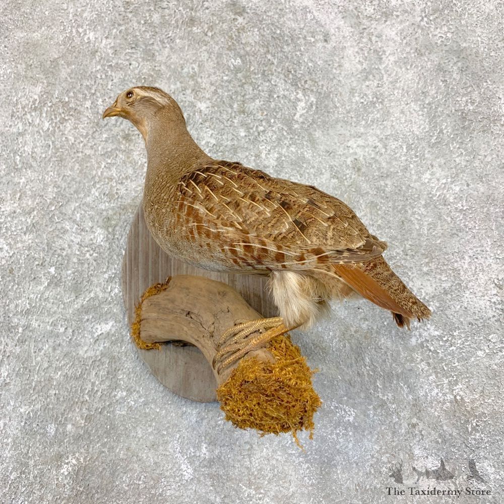 Hungarian Grey Partridge Taxidermy Mount #21752 For Sale @ The Taxidermy Store