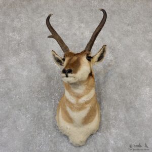 Pronghorn Antelope Shoulder Mount For Sale #19334 @ The Taxidermy-Store