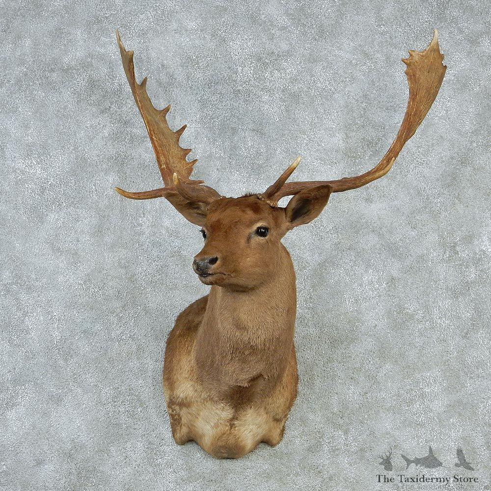 Brown Fallow Shoulder Taxidermy Head Mount #12843 For Sale @ The Taxidermy Store