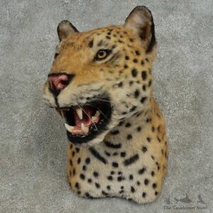 Reproduction Leopard Shoulder Mount For Sale #16613 @ The Taxidermy Store
