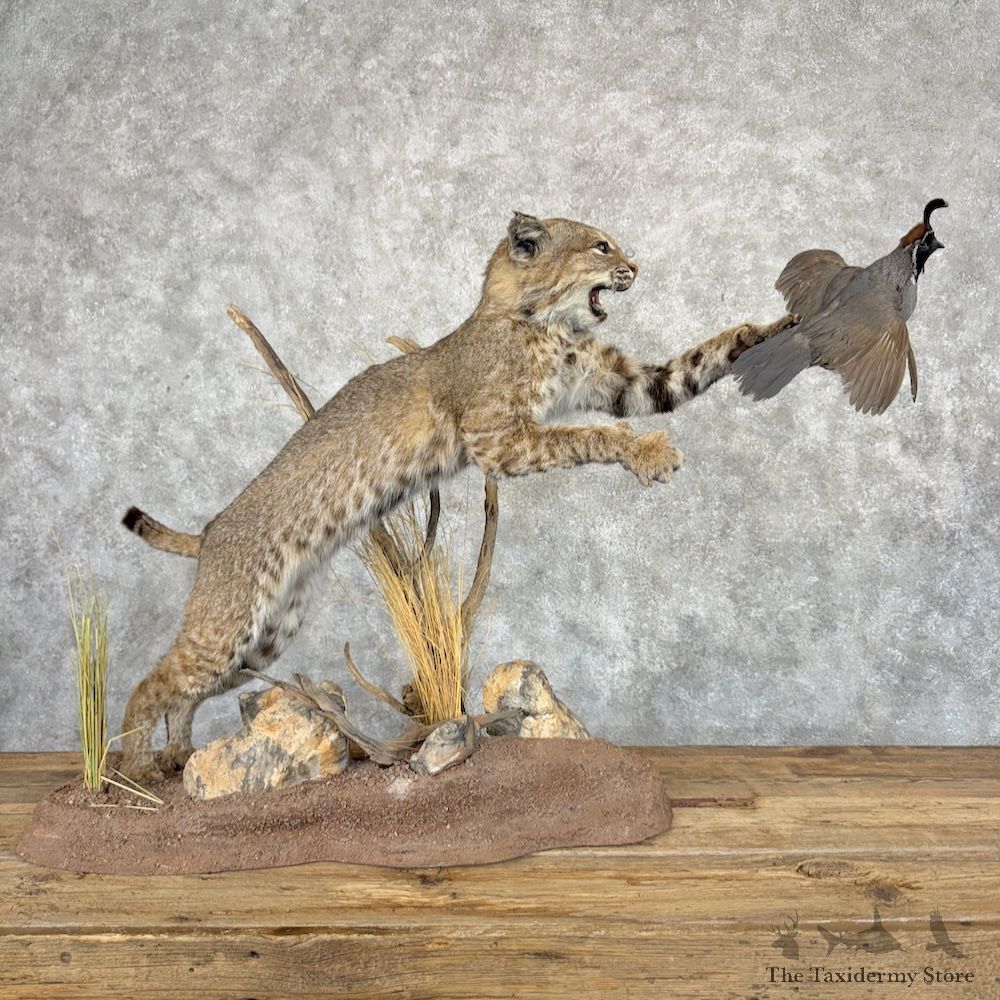 Bobcat With California Quail Mount For Sale #29965 @ The Taxidermy Store