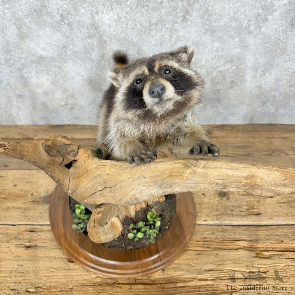 Raccoon Life-Size Mount For Sale #29366 @ The Taxidermy Store