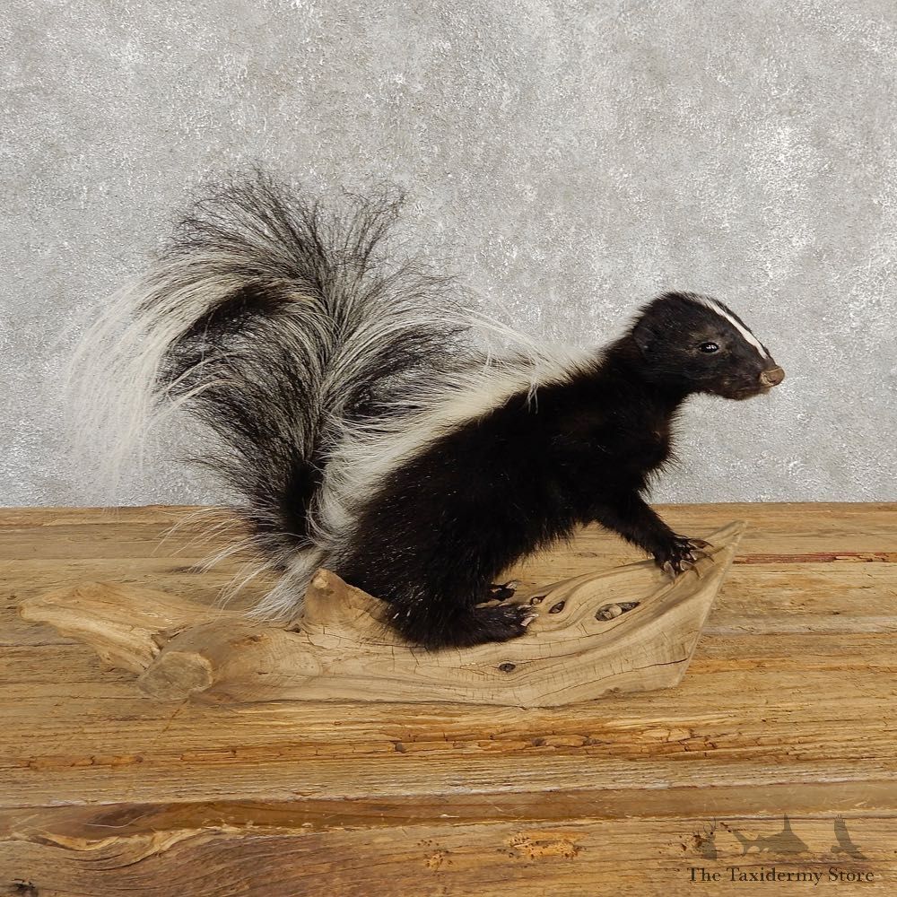 Adolescent Skunk Taxidermy Mount #20239 For Sale @ The Taxidermy Store