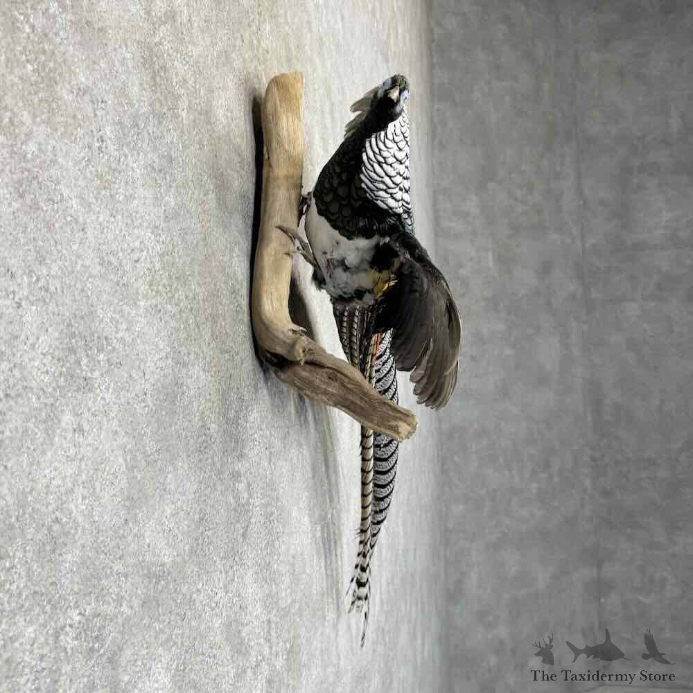 Lady Amherst Pheasant Bird Mount For Sale #32020 @ The Taxidermy Store