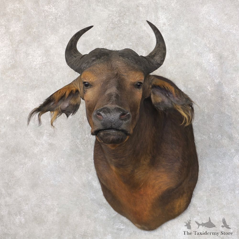 African Forest Buffalo Shoulder Taxidermy Mount For Sale #22584 @ The Taxidermy Store