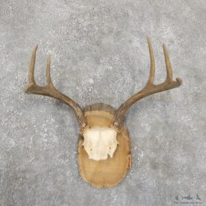 Whitetail Deer Antler Plaque Mount For Sale #19332 @ The Taxidermy StoreWhitetail Deer Antler Plaque Mount For Sale #15380 @ The Taxidermy Store